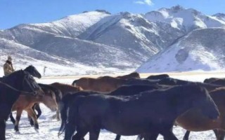 關(guān)中馬的養(yǎng)殖要點，需選擇頸部細長、肌肉豐滿的種馬作為養(yǎng)殖對象