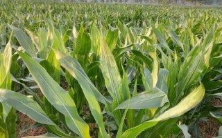 樂(lè)青808玉米種子介紹，春播平均生育期107.0天