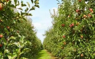 冬季種植果樹有什么優(yōu)勢，冬季種植能夠充分利用果樹的休眠期