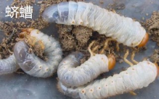 紅薯有哪些蟲害，要注意防治金龜子、金針蟲、螻蛄、地老虎