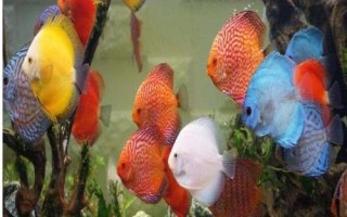 飼養(yǎng)七彩神仙魚用什么燈，室內(nèi)光線較暗時(shí)適合用LED燈