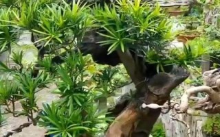 怎么養(yǎng)殖羅漢松，生長期每隔1-2個月追施一次肥料