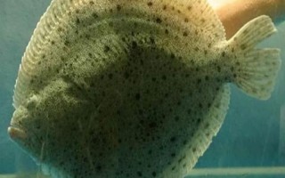 多寶魚深色和淺色的區(qū)別，主要體現(xiàn)在顏色不同