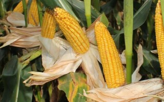 和育185玉米種簡介，大喇叭口期防治玉米螟
