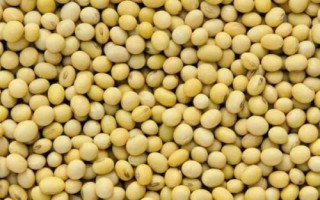 齊黃39大豆種子簡介，搶墑或造墑播種