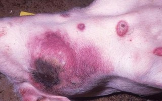 非洲豬瘟有哪些癥狀，常表現(xiàn)為沒有明顯癥狀突然死亡