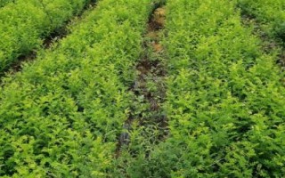 刺梨的種植技術(shù)，繁殖方法主要有播種和扦插兩種