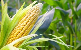 吉農(nóng)玉309玉米種子特點(diǎn)，5月下旬至6月中旬播種