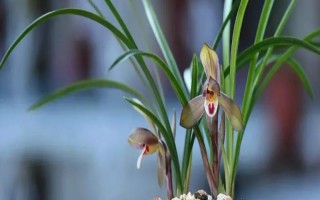蘭花有什么花語，具有美好、高雅、賢德等寓意