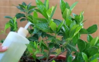 梔子花春天的養(yǎng)殖方法，春天要讓其有充足的水肥