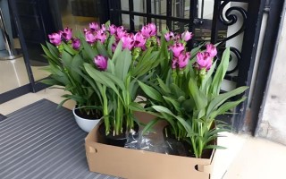 如何讓姜荷花的種球發(fā)芽，埋入土壤中要澆透水