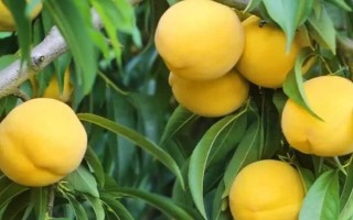 黃桃北方能種植嗎，在北方是可以種植黃桃的