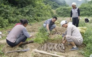 引種天麻要注意什么，當(dāng)?shù)氐臍夂驖M足條件才能種植