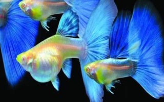 孔雀魚如何保持不退化，不可連續(xù)3代近親繁殖