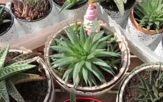 蘆薈移盆注意事項(xiàng)，要提前一星期左右對(duì)植株澆水一次