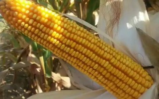 興業(yè)129玉米種子特征特性，品種株型半緊湊