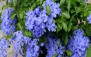 藍(lán)雪花的形態(tài)特征，一般高約20-30厘米