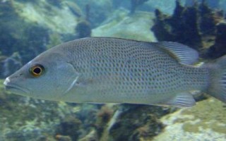 馬鯛魚好不好養(yǎng)，要求較高不易飼養(yǎng)