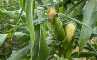 鄭單958玉米種子特點(diǎn)，中等肥力公頃保苗6萬株以上