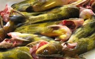 怎么清洗黃骨魚，用水沖洗后再用開水燙一下