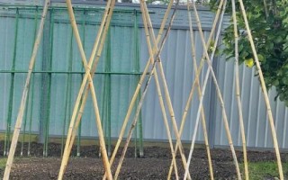 絲瓜的種植技術(shù)，要先對種子進(jìn)行浸泡催芽