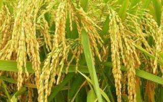內(nèi)香優(yōu)1025水稻品種簡(jiǎn)介，該品種基部葉鞘綠色