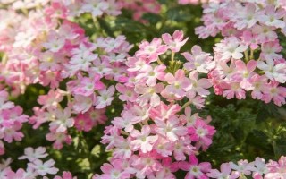 美女櫻如何養(yǎng)殖，夏季應(yīng)注意澆水