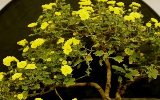盆栽菊花能不能曬太陽，每天都要接受散射光