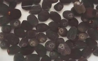 碗蓮荷花種子的種植方法，種子通常需要人工開口