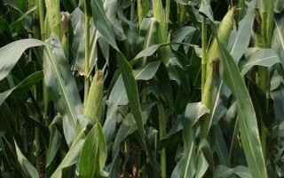 珠玉甜10號(hào)玉米種簡(jiǎn)介，秋植生育期80天