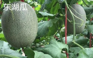 新疆哈密瓜的品種，西州蜜深受全國人們喜愛