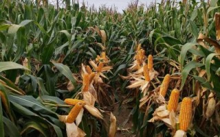 金玉358玉米種子特點，適宜密度為每畝5000株左右