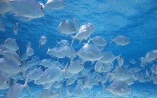 初次養(yǎng)魚的注意事項(xiàng)，要選擇容易養(yǎng)活的品種