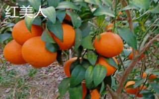 橘子的產(chǎn)地分布，主產(chǎn)于廣東、湖南、四川、廣西等省份