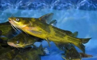 昂刺魚(yú)身上的黃色粘液有沒(méi)有害，可食用而且能夠入藥