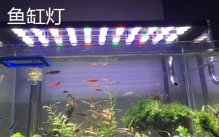 魚缸燈每天開多長時間，通常開啟4-10小時即可