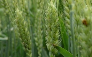 科農(nóng)1002小麥種簡介，足墑播種