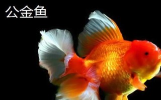 如何區(qū)分金魚的公母，成年后可通過觀察腹部區(qū)分