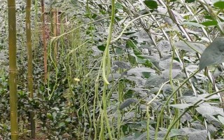 豆角爬滿架但不開(kāi)花怎么辦，增施磷鉀肥可促進(jìn)花芽分化
