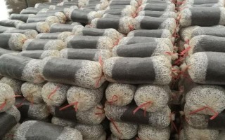 平菇菌棒生長緩慢怎么辦，選擇合適的菌種是有效措施