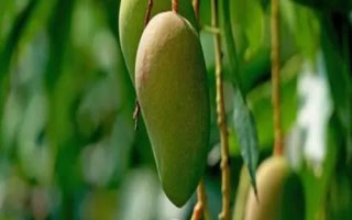 芒果的產(chǎn)地，原產(chǎn)于印度
