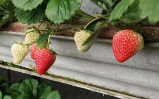 草莓有哪些常見的病蟲害，有葉斑病、白粉病、灰霉病等