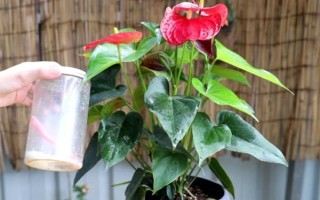 夏季怎么對(duì)紅掌澆水，每天均可澆一次