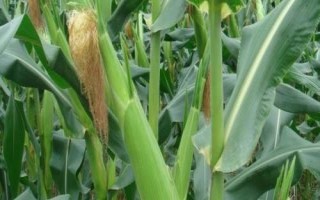 國瑞686玉米種簡介，播種期6月中下旬