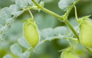 鷹嘴豆的價格，價格約6.9元一斤