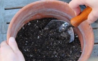 金魚吊蘭簡介，屬多年生草本植物