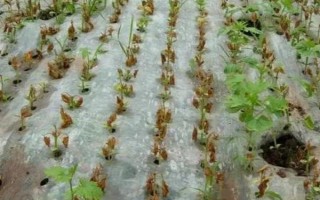 種植苦瓜的時(shí)間和方法，北方地區(qū)3-4月份可在棚內(nèi)育苗、長(zhǎng)江流域在3月份播種