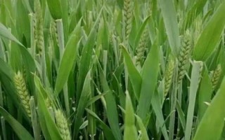 嬰泊矮豐8小麥種簡介，平均生育期247天