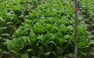 大棚萵筍冬季管理方法，膨大期要適當(dāng)追施復(fù)合肥