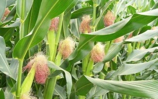 龍生19號(hào)玉米種子介紹，適宜播期4月下旬至5月上旬